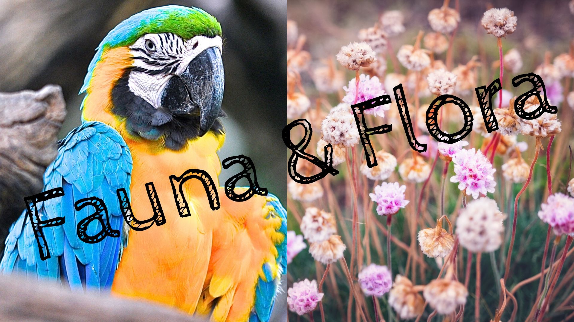 5 - Fauna & Flora